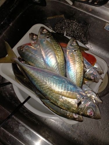 アジの釣果
