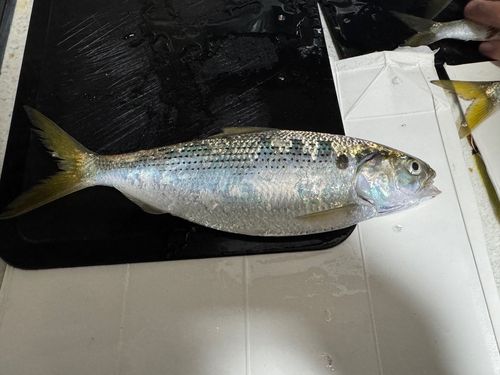 コノシロの釣果