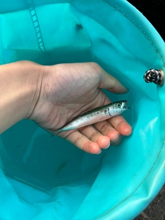 ゴマサバの釣果