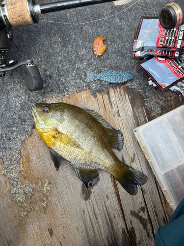 ブルーギルの釣果