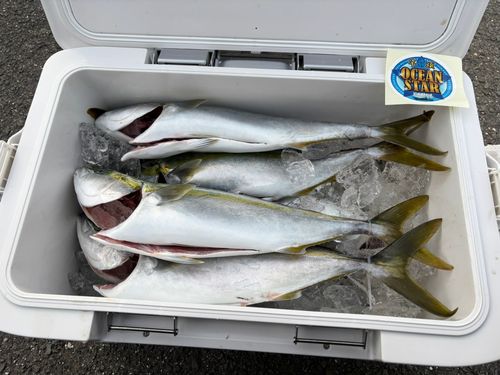 ハマチの釣果