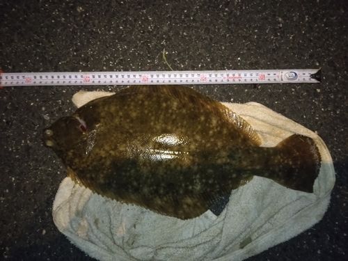 マコガレイの釣果