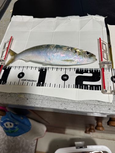 サッパの釣果