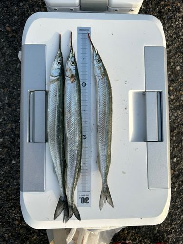 サヨリの釣果