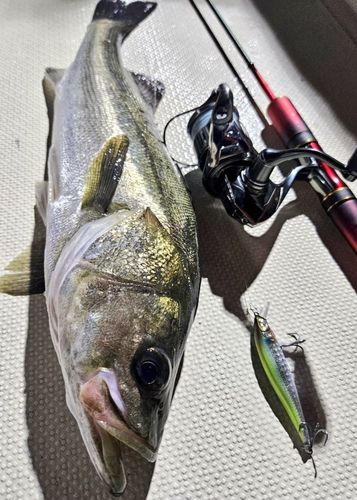 シーバスの釣果