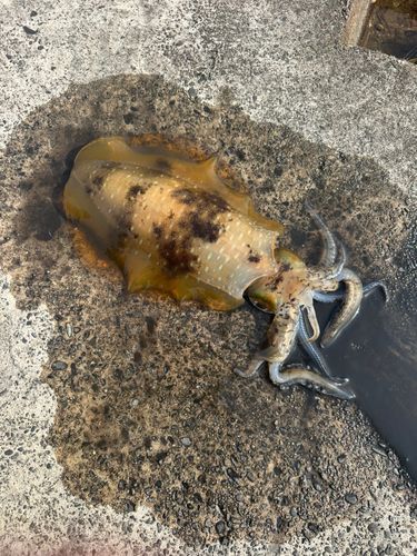 アオリイカの釣果