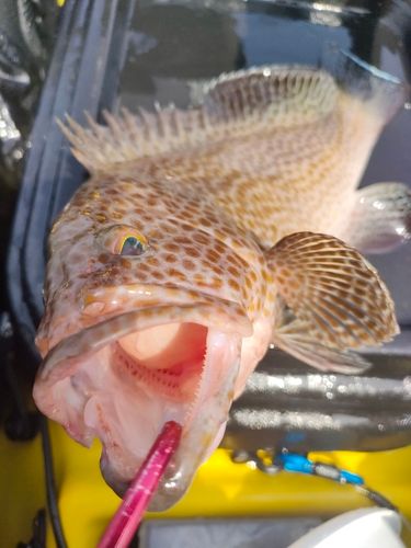 オオモンハタの釣果