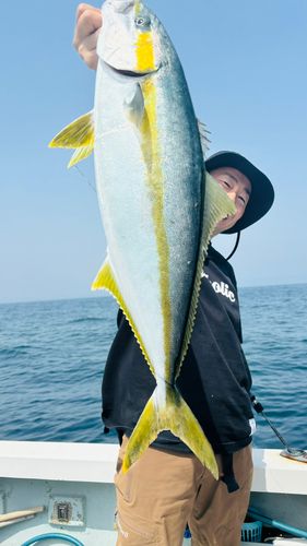 ヒラマサの釣果