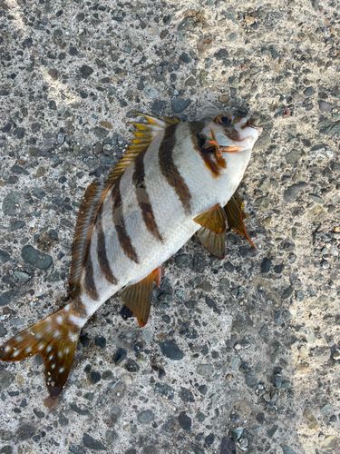 タカノハダイの釣果