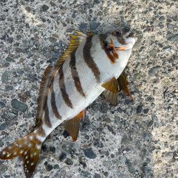タカノハダイ