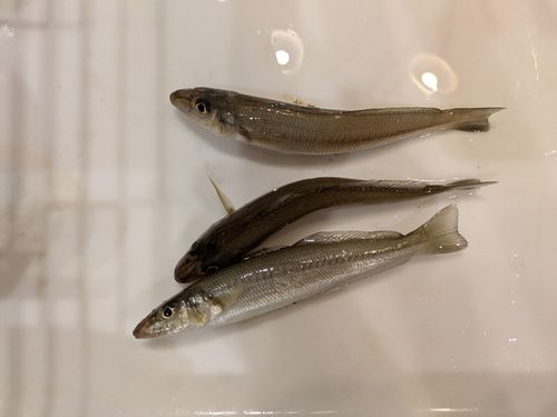 シロギスの釣果