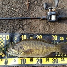 スモールマウスバス