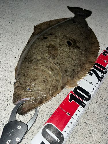 ヒラメの釣果