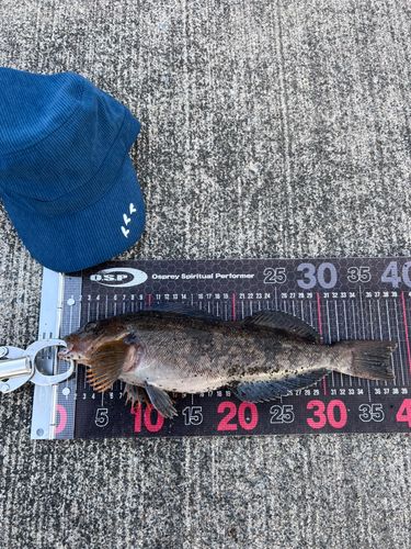 アイナメの釣果