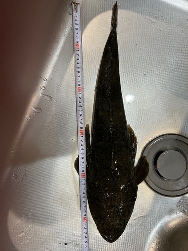 マゴチの釣果