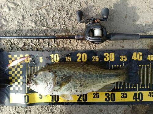 ラージマウスバスの釣果