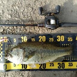 ラージマウスバス