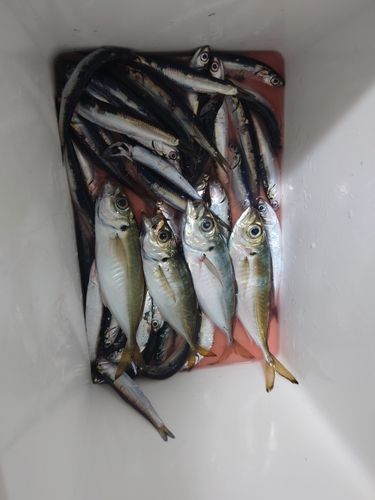 アジの釣果