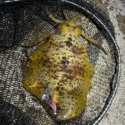 アオリイカ