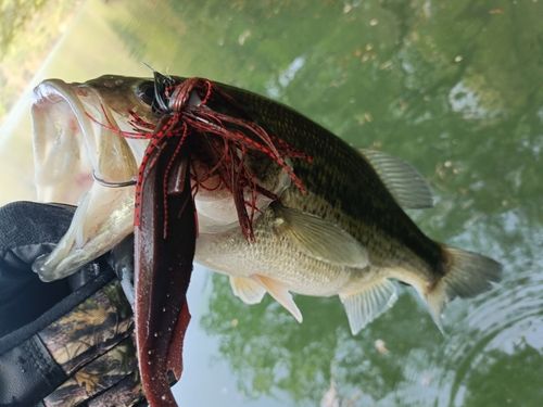ブラックバスの釣果