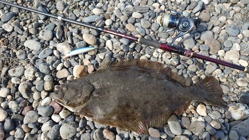 ヒラメの釣果