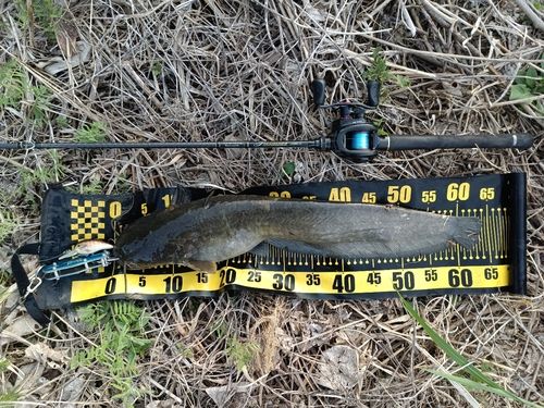 ニホンナマズの釣果