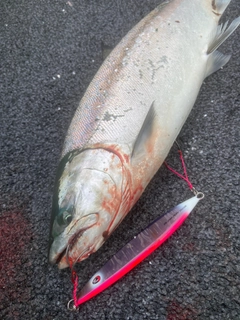 サクラマスの釣果