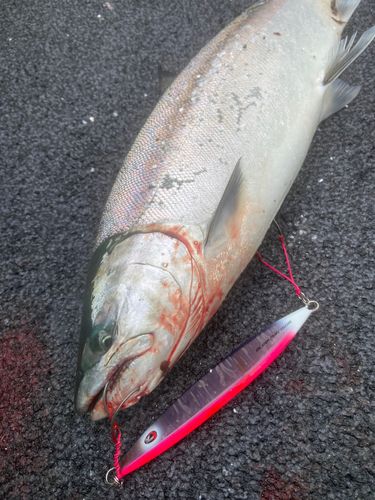 サクラマスの釣果