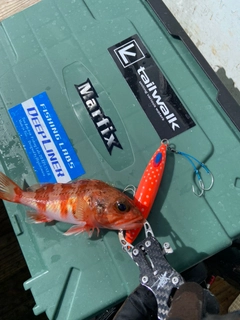 ユメカサゴの釣果