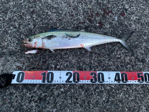 サゴシの釣果
