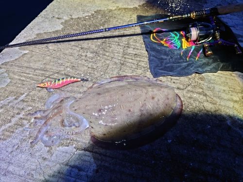 モンゴウイカの釣果