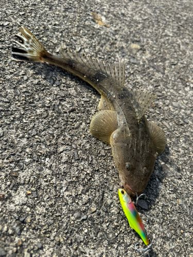 マゴチの釣果