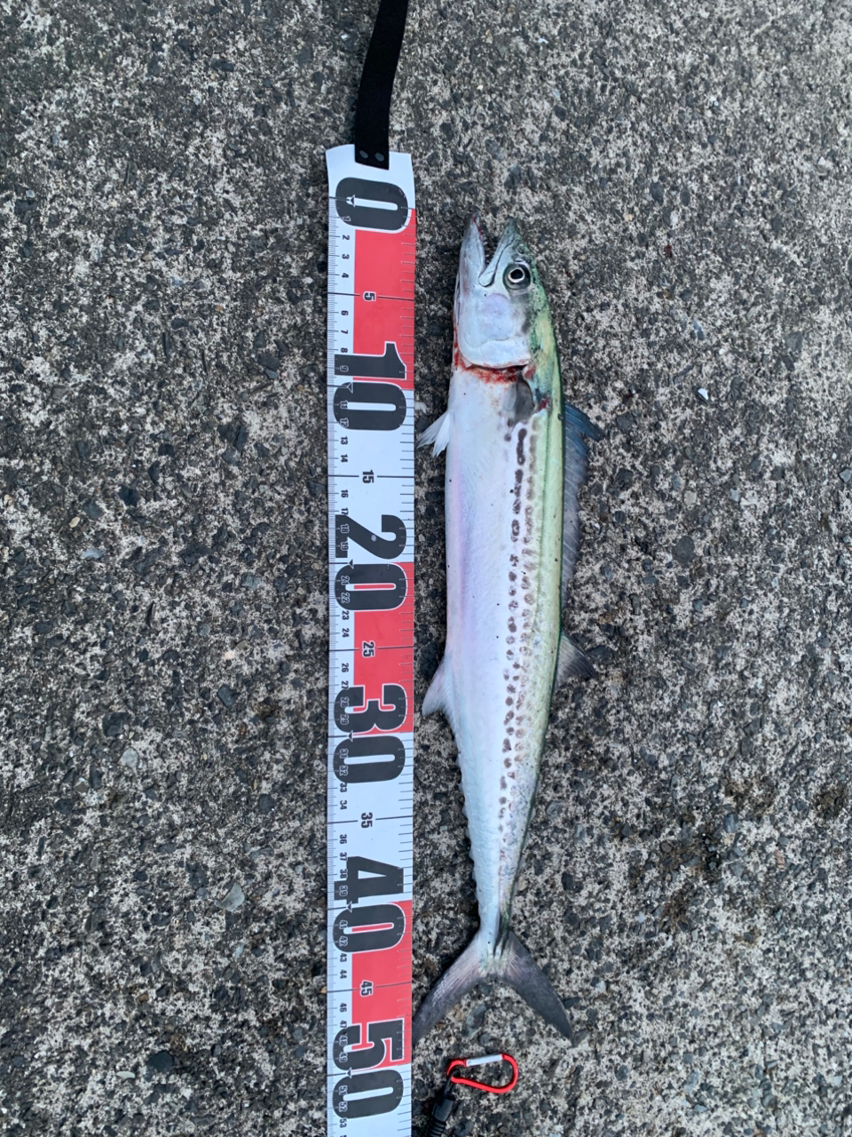 SHIMANO 22サハラ C5000XGの最安値・インプレ・釣果 | 本音の
