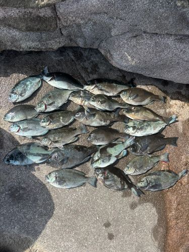 メジナの釣果
