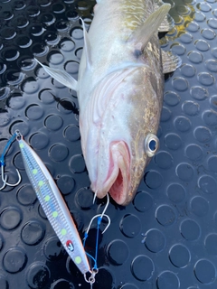 マダラの釣果