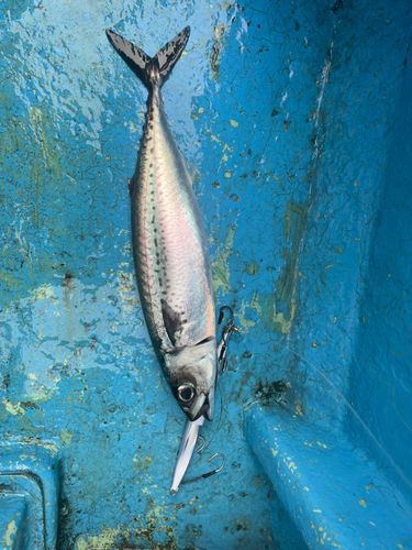 ゴマサバの釣果