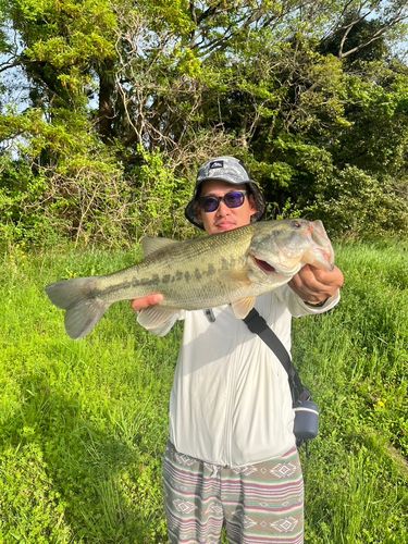 ラージマウスバスの釣果