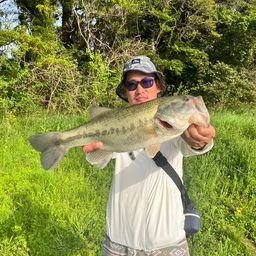 ラージマウスバス