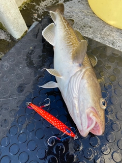 マダラの釣果