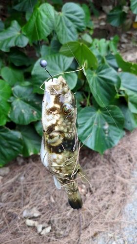 ヤイトハタの釣果