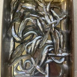 チアユ
