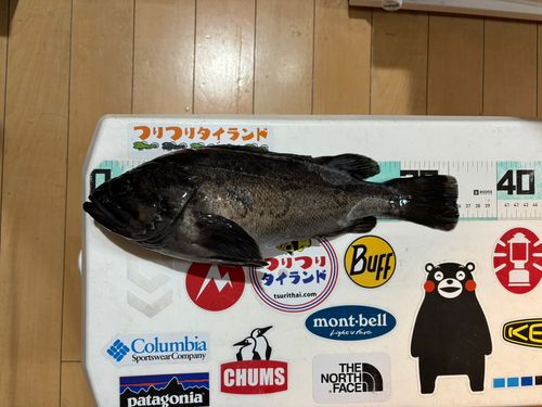 クロソイの釣果