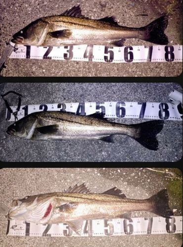 シーバスの釣果