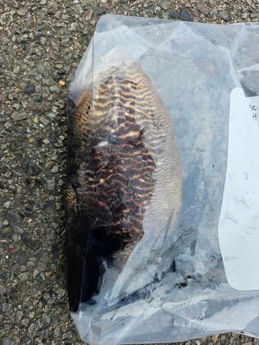 コウイカの釣果