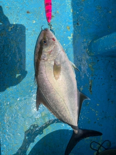 ヒレナガカンパチの釣果