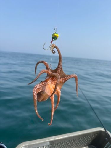 タコの釣果