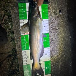 アメリカナマズ