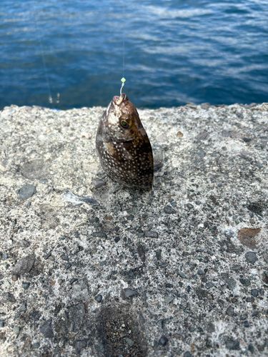 アイゴの釣果