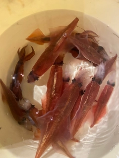 ヤリイカの釣果