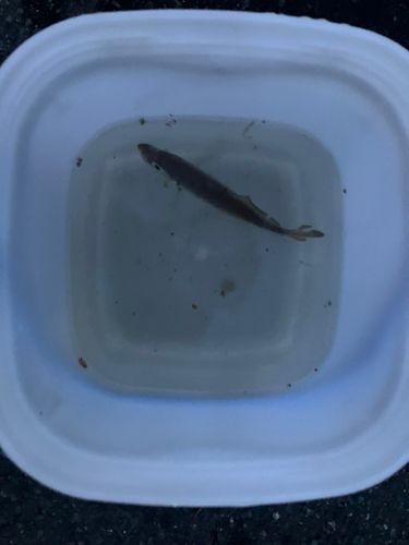 マアジの釣果